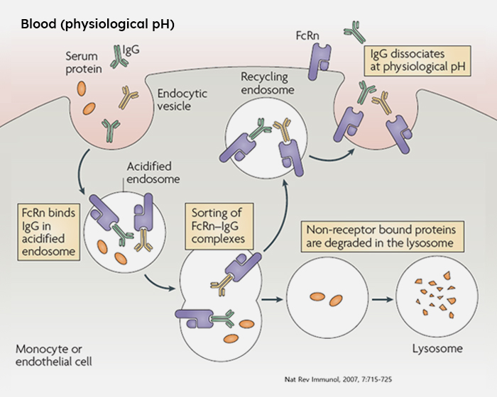 Batoclimab (HL161)