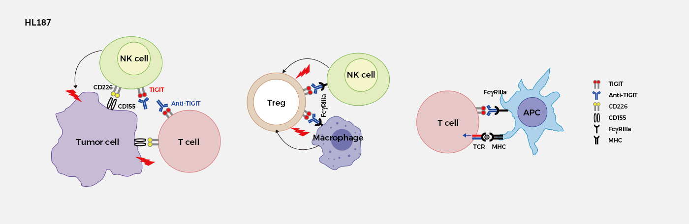 Immuno-Oncology Antibody Projects (HL187)