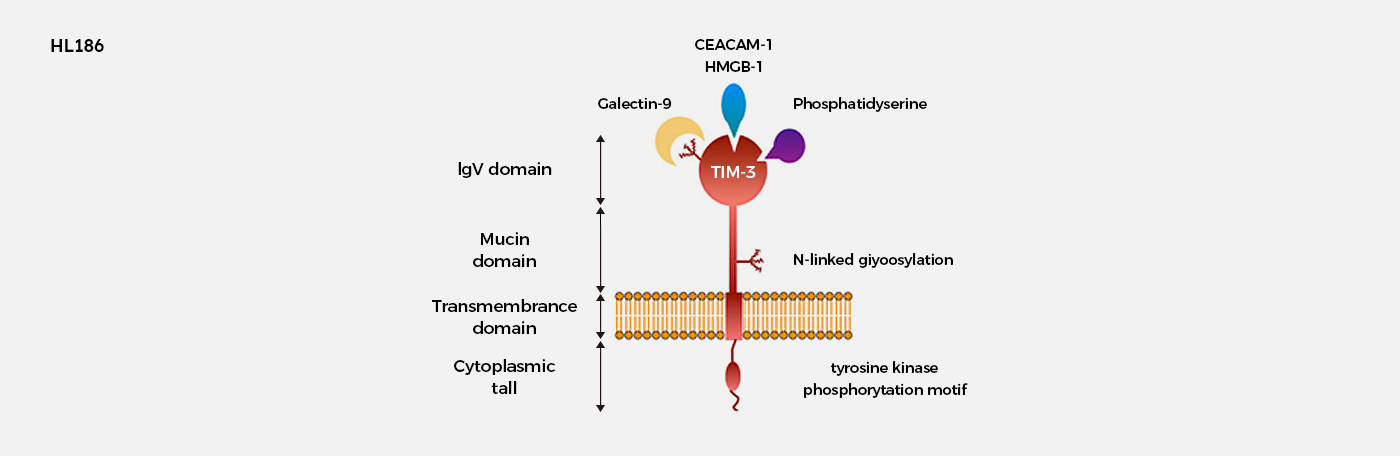 Immuno-Oncology Antibody Projects (HL186)